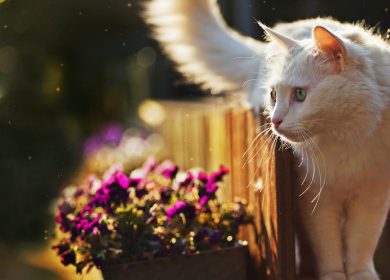 Fond d'écran 4k d'un joli chat blanc Angora Turc dans un jardin