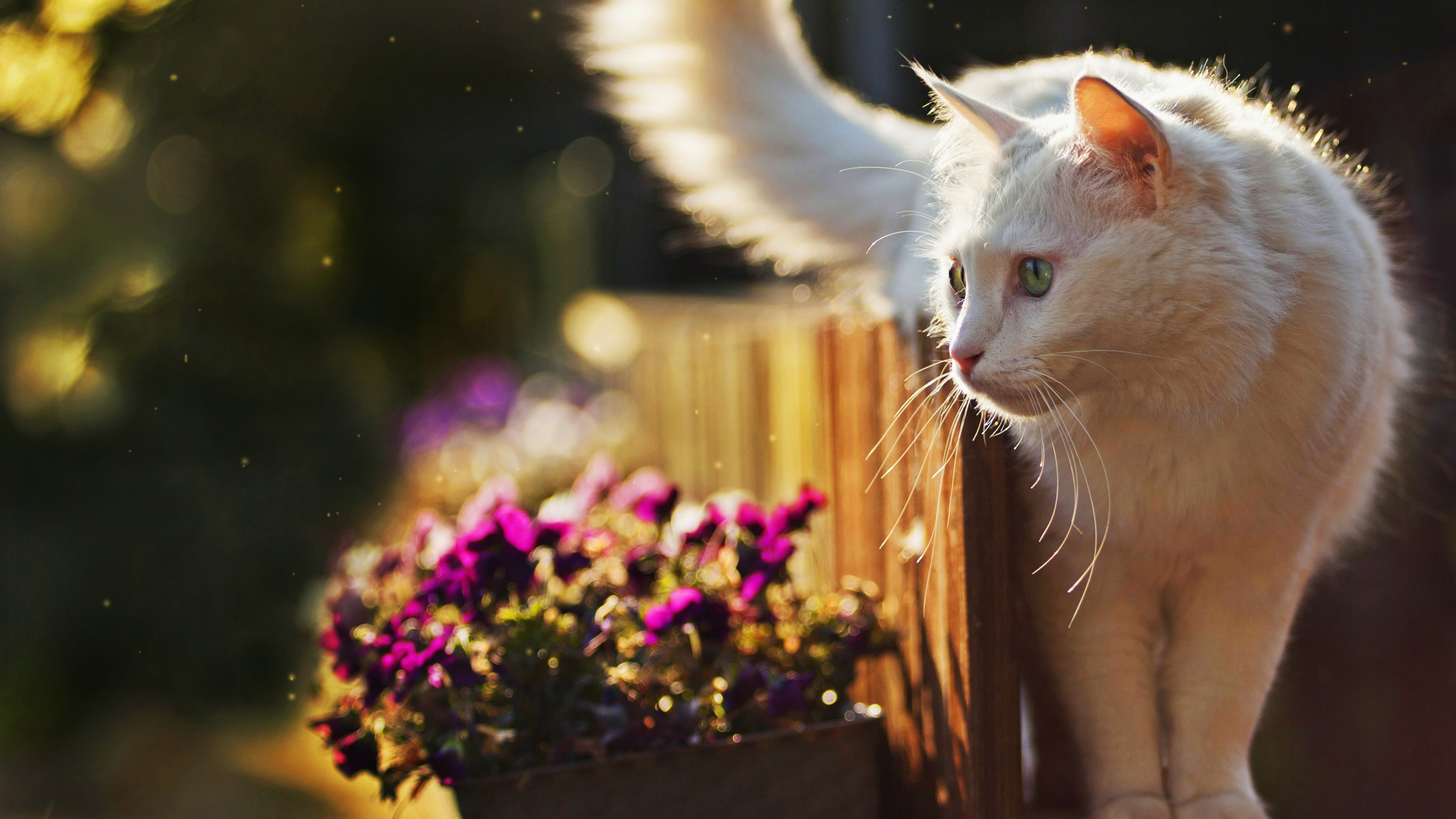 Fond D Ecran 4k A Telecharger Gratuitement Un Joli Chat Blanc Angora Turc Dans Un Jardin Monchat Ca