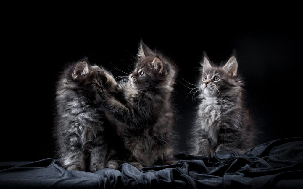 Fond d'écran de trois magnifiques chatons gris Maine Coon