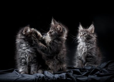 Fond d'écran de trois magnifiques chatons gris Maine Coon
