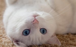 Fond d'écran d'un beau chat blanc aux yeux bleus renversé sur le sol