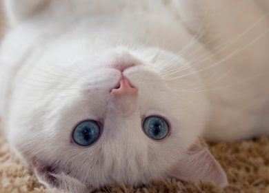 Fond d'écran d'un beau chat blanc aux yeux bleus renversé sur le sol