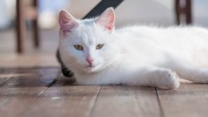 Fond d'écran d'un beau chat blanc étendu sur le plancher de bois