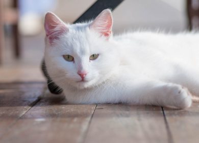 Fond d'écran d'un beau chat blanc étendu sur le plancher de bois