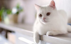 Fond d'écran d'un beau chat blanc sur une armoire