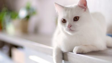 Fond d'écran d'un beau chat blanc sur une armoire