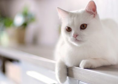 Fond d'écran d'un beau chat blanc sur une armoire