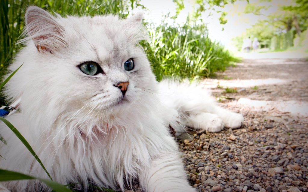 Wallpaper d'un magnifique chat blanc étendu à l'extérieur