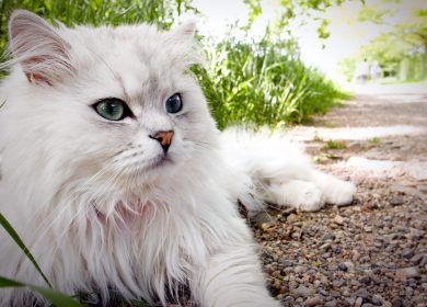 Wallpaper d'un magnifique chat blanc étendu à l'extérieur