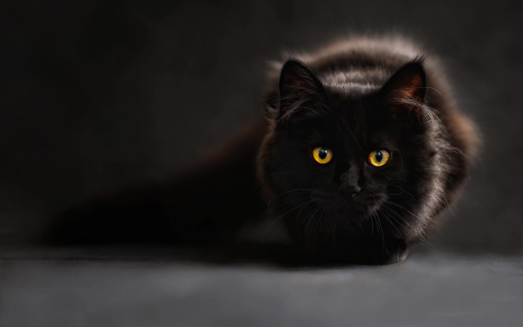 Fond d'écran d'un magnifique chat noir fixant la caméra