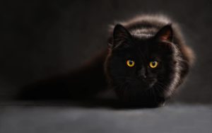 Fond d'écran d'un magnifique chat noir fixant la caméra