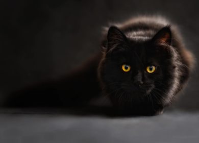 Fond d'écran d'un magnifique chat noir fixant la caméra