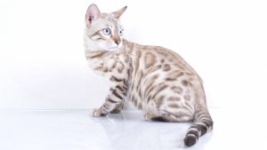 Fond d'écran d'un superbe chat de bengal snow