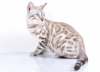 Fond d'écran d'un superbe chat de bengal snow