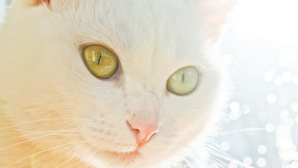 Fond d'écran d'un visage de chat blanc sur un fond artistique