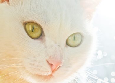 Fond d'écran d'un visage de chat blanc sur un fond artistique