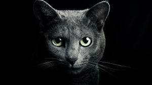 Fond d'écran d'un beau chat Bleu Russe sur un fond noir
