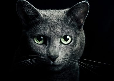 Fond d'écran d'un beau chat Bleu Russe sur un fond noir