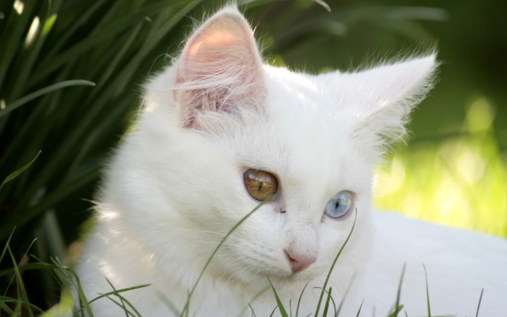 Fond d'écran d'un joli chat blanc aux yeux vairons dans le gazon