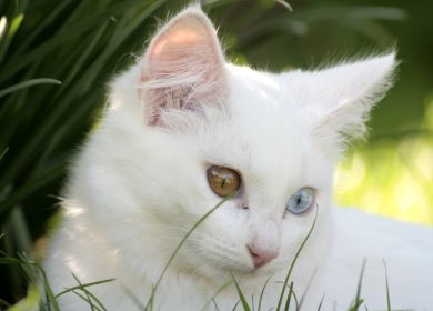 Fond d'écran d'un joli chat blanc aux yeux vairons dans le gazon