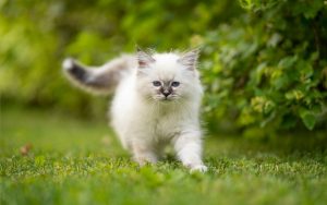 Fond d'écran d'un joli chat blanc Sacré de Birmanie sur le gazon