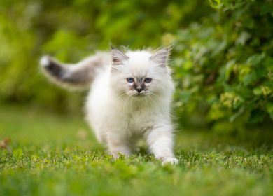 Fond d'écran d'un joli chat blanc Sacré de Birmanie sur le gazon