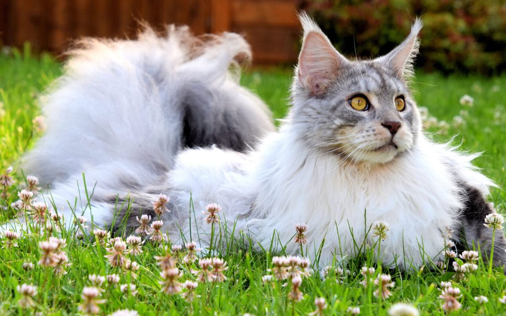 Fond d'écran d'un majestueux Maine Coon sur le gazon