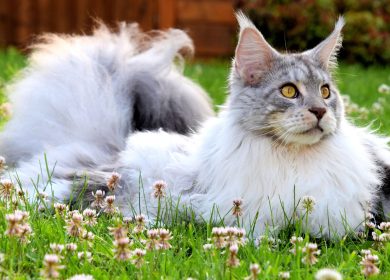 Fond d'écran d'un majestueux Maine Coon sur le gazon