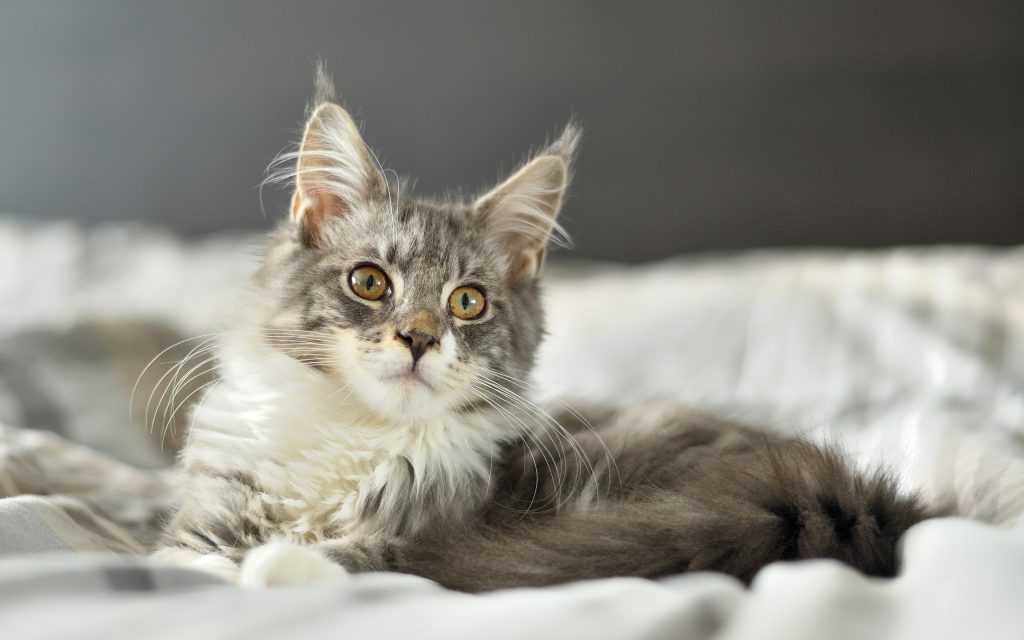 Fond d'écran d'un mignon chaton gris Maine Coon