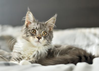 Fond d'écran d'un mignon chaton gris Maine Coon