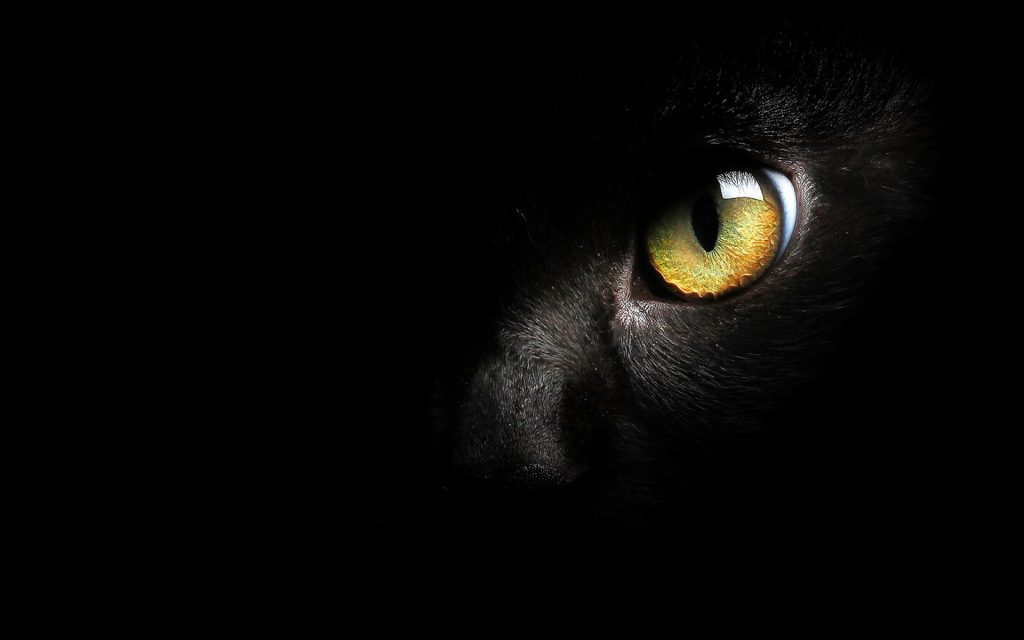 Fond d'écran noir avec un seul oeil de chat noir visible