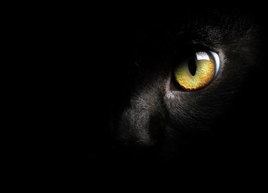 Fond d'écran noir avec un seul oeil de chat noir visible