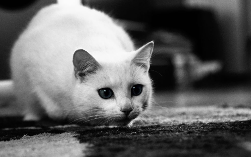 Fond d'écran noir et blanc d'un chat blanc en position de chasse