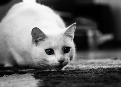 Fond d'écran noir et blanc d'un chat blanc en position de chasse