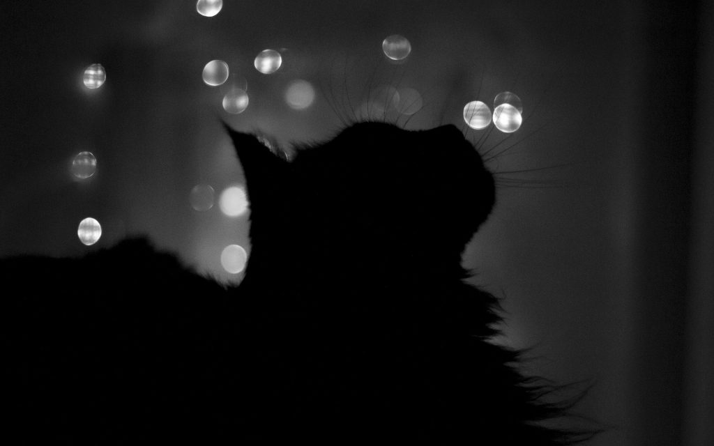 Fond d'écran d'une ombre de chat noir sur un fond artistique