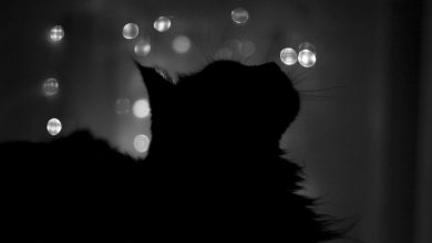 Fond d'écran d'une ombre de chat noir sur un fond artistique