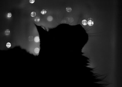 Fond d'écran d'une ombre de chat noir sur un fond artistique