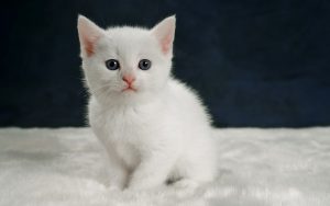 Fond d'écran d'un petit chaton blanc qui fixe la caméra