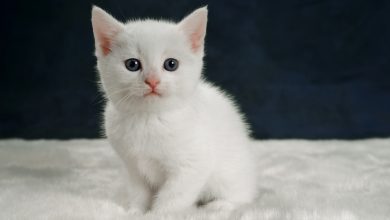 Fond d'écran d'un petit chaton blanc qui fixe la caméra