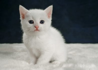 Fond d'écran d'un petit chaton blanc qui fixe la caméra