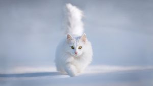 Fond d'écran d'un superbe chat blanc dans la neige