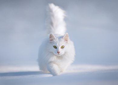 Fond d'écran d'un superbe chat blanc dans la neige