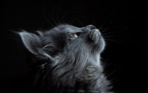 Fond d'écran d'un superbe chat gris foncé de profil sur un fond noir