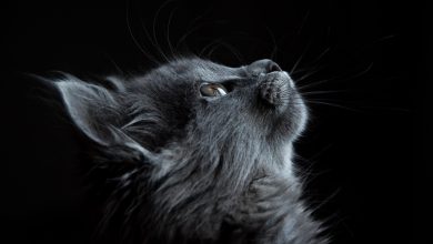 Fond d'écran d'un superbe chat gris foncé de profil sur un fond noir