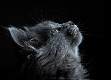 Fond d'écran d'un superbe chat gris foncé de profil sur un fond noir