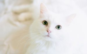 Fond d'écran d'un magnifique chat blanc Angora Turc