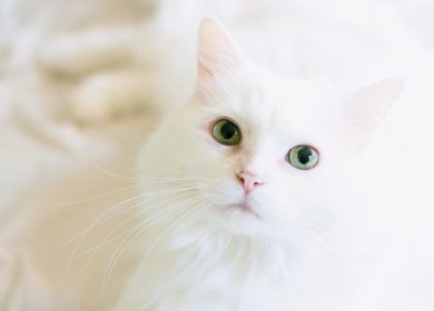 Fond d'écran d'un magnifique chat blanc Angora Turc