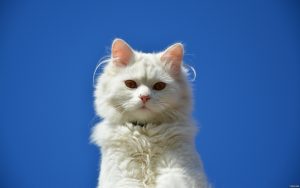 Fond d'écran d'un magnifique chat blanc sur un fond bleu
