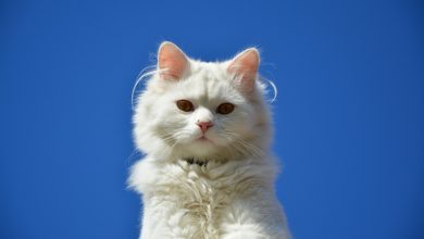 Fond d'écran d'un magnifique chat blanc sur un fond bleu