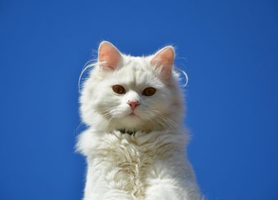 Fond d'écran d'un magnifique chat blanc sur un fond bleu